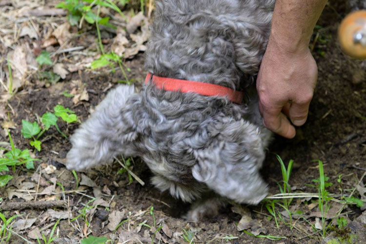 Lagotto Romagnolo